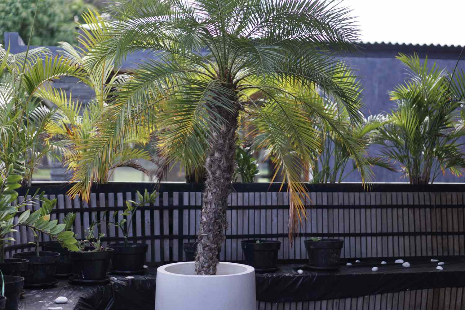 Robellini-Palme in weißem Rundtopf mit gelb-grünen Wedeln im Außenbereich der Terrasse