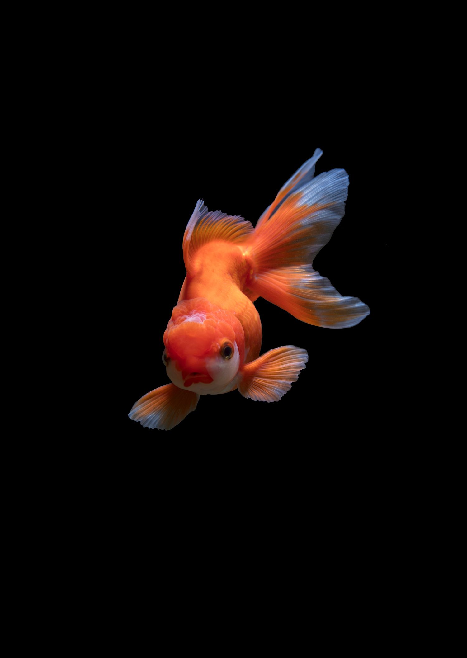 goldfish on a black background