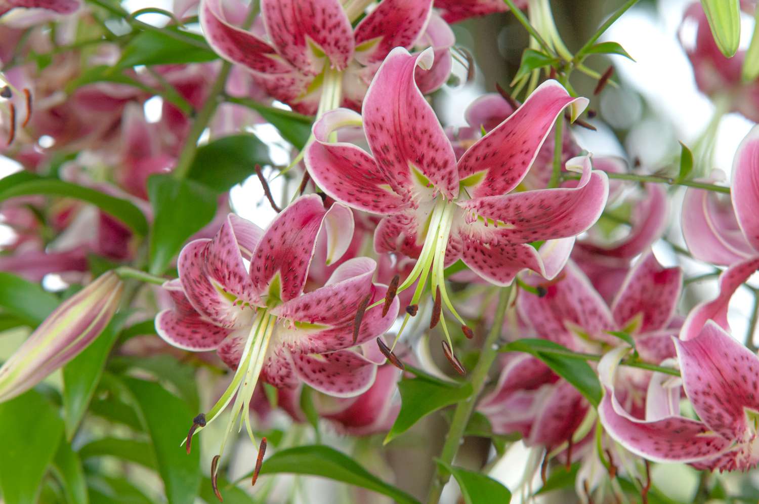 'Scarlet Delight' lily flower with pink spotted petals and light green stamen in the middle