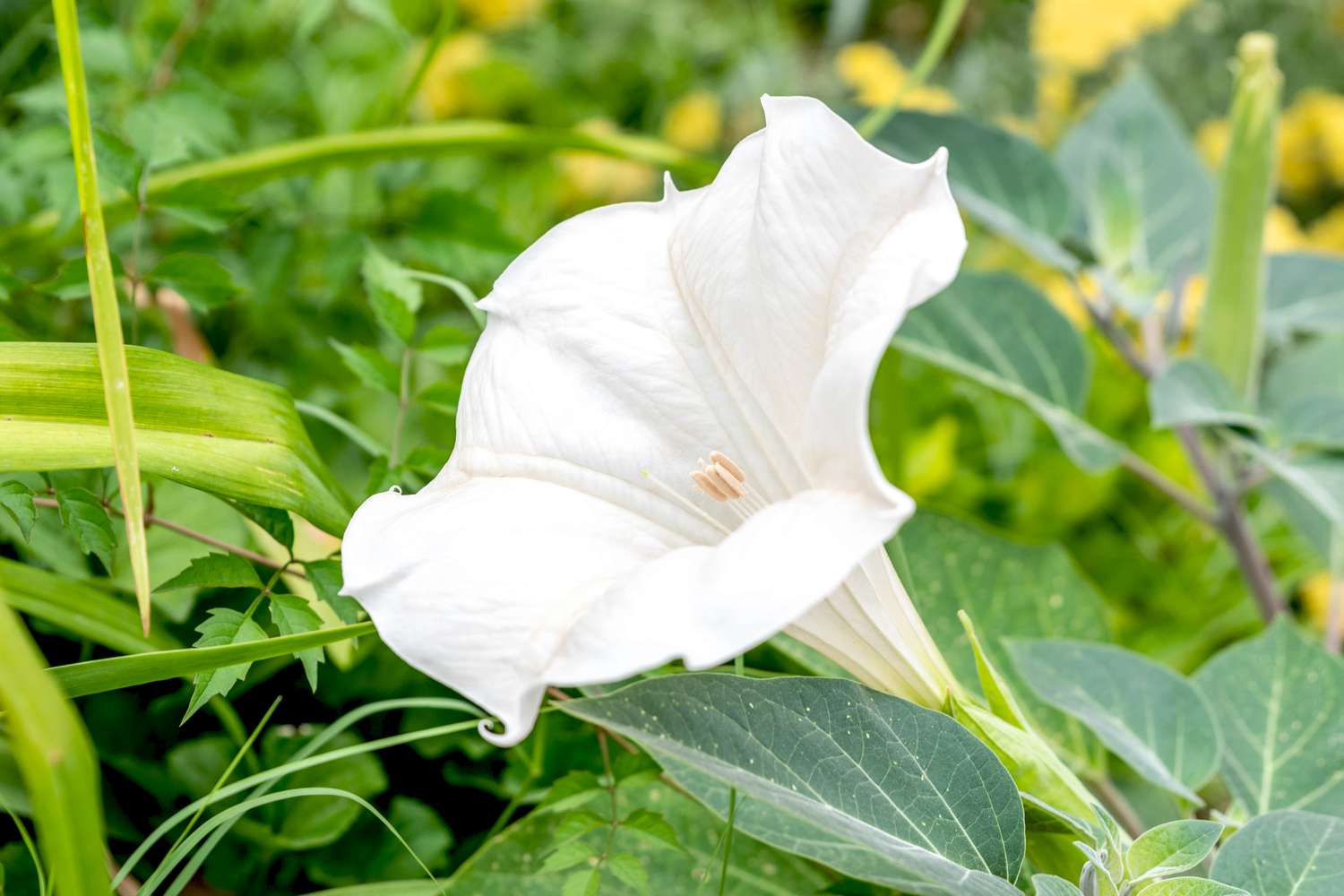 Mondblume mit weißer trompetenförmiger Blüte, umgeben von Blättern