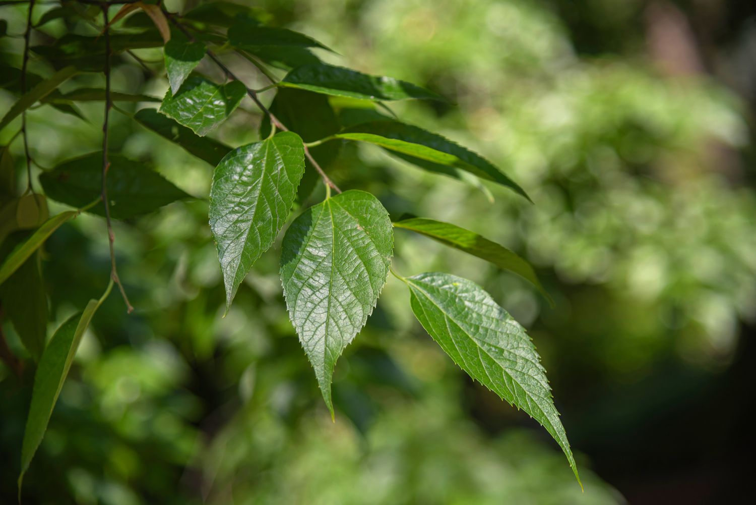 Branche de micocoulier avec feuilles dentelées vert cireux