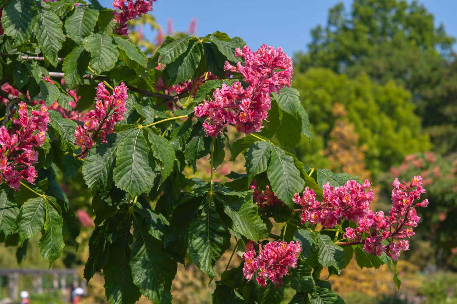 Red buckeye tree