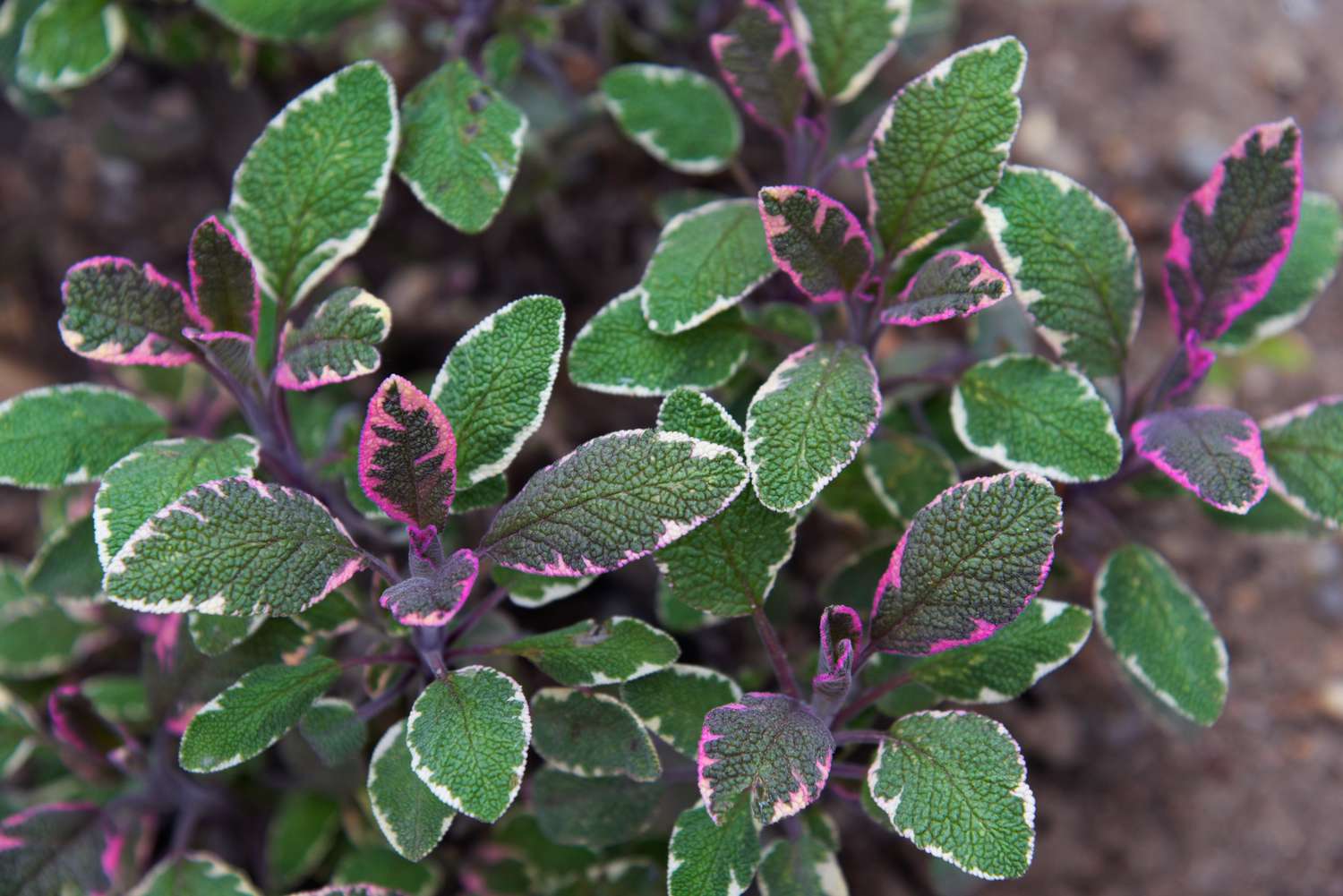 Mehrjährige dreifarbige Salbeipflanze mit panaschierten weißen, violetten und grünen Blättern