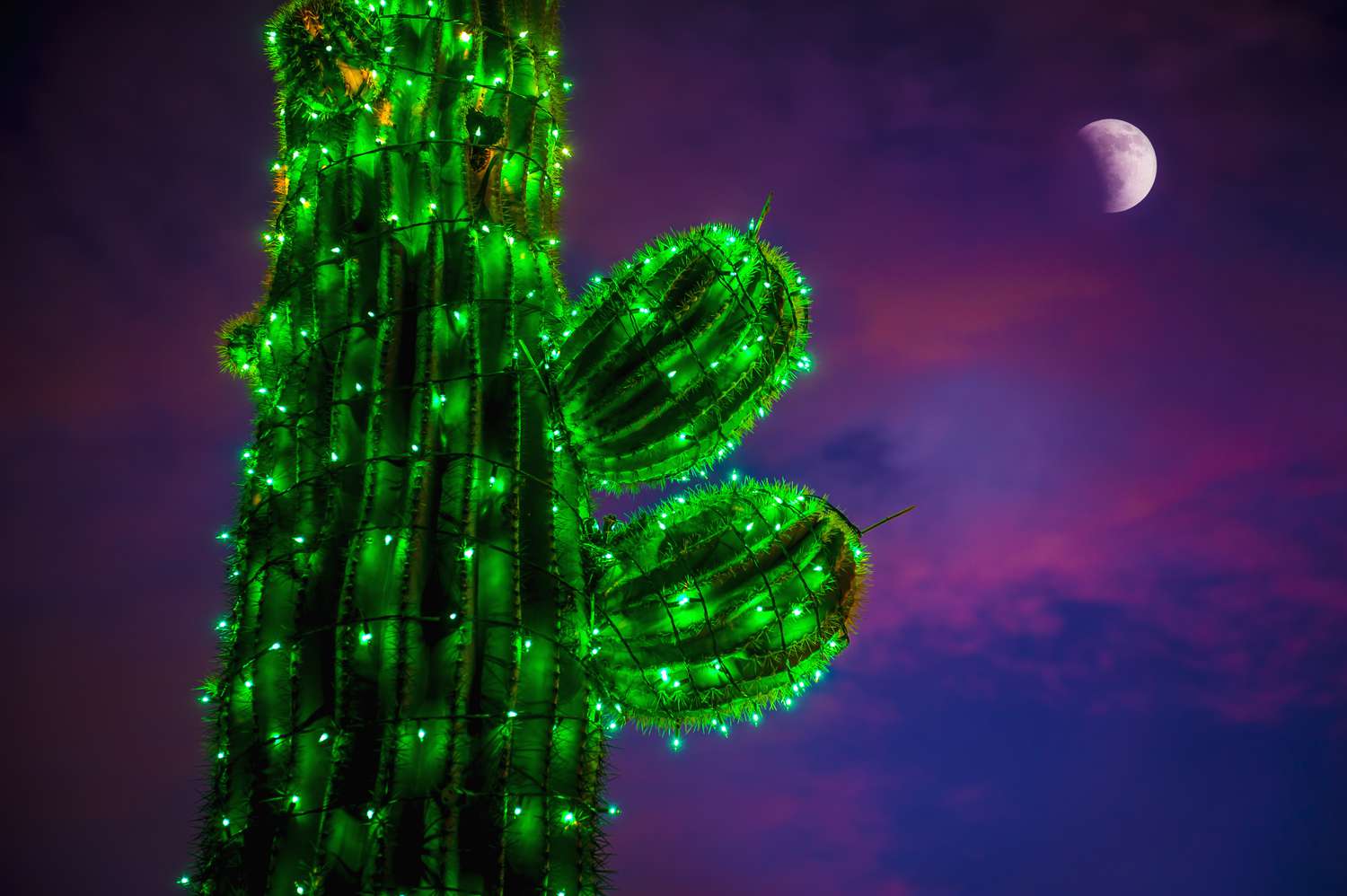 Cactus en Navidad