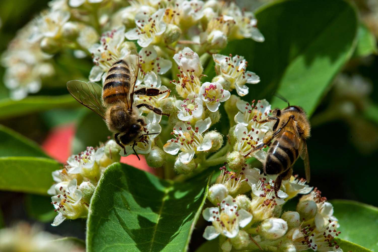 Duas abelhas em flores de Cotoneaster