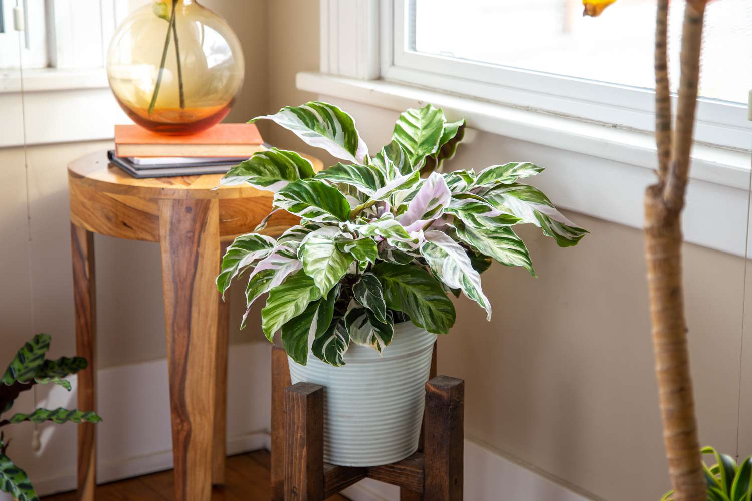 calathea fusión blanca