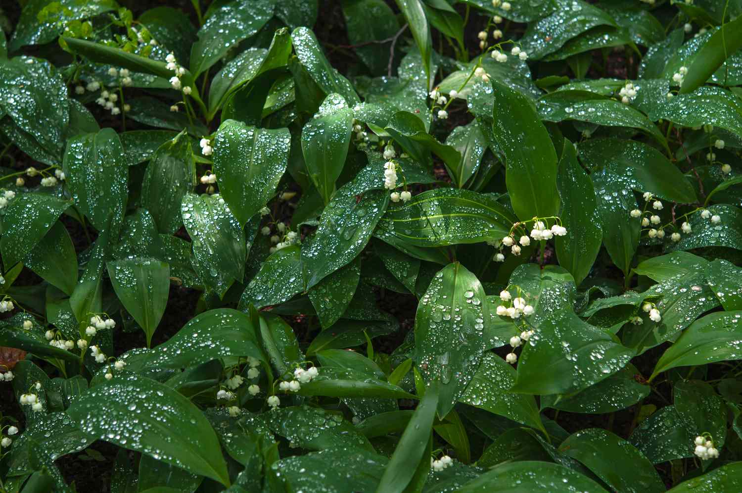 Maiglöckchenpflanze mit weißen Knospen und Wasser auf Blättern
