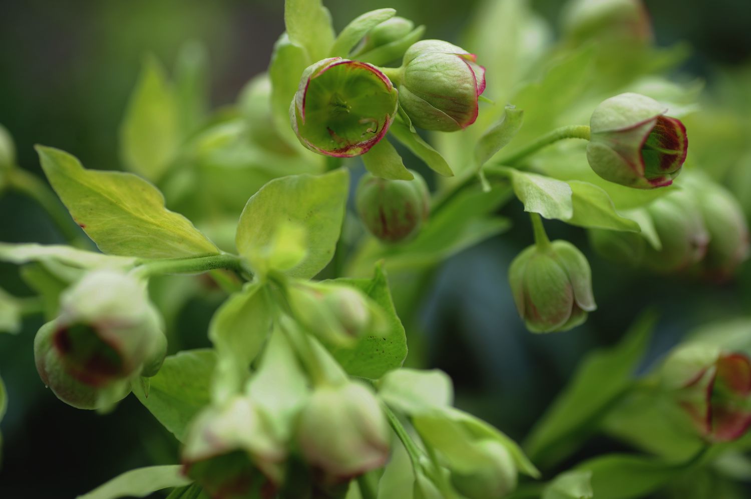 Stinkende Nieswurz mit hellgrünen, schalenförmigen Blüten zwischen den Blättern in Großaufnahme