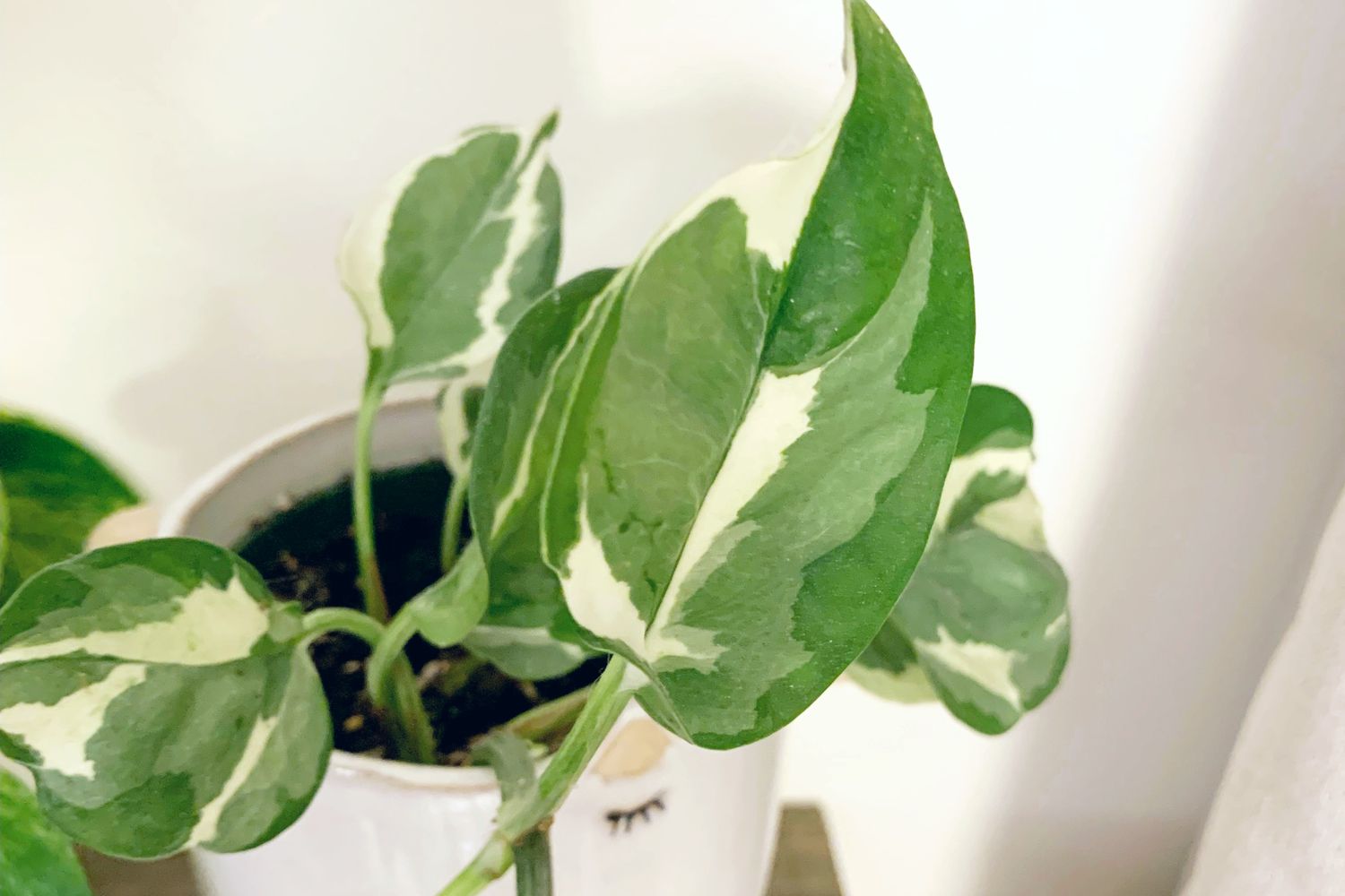 Close up of an n'joy pothos leaf.