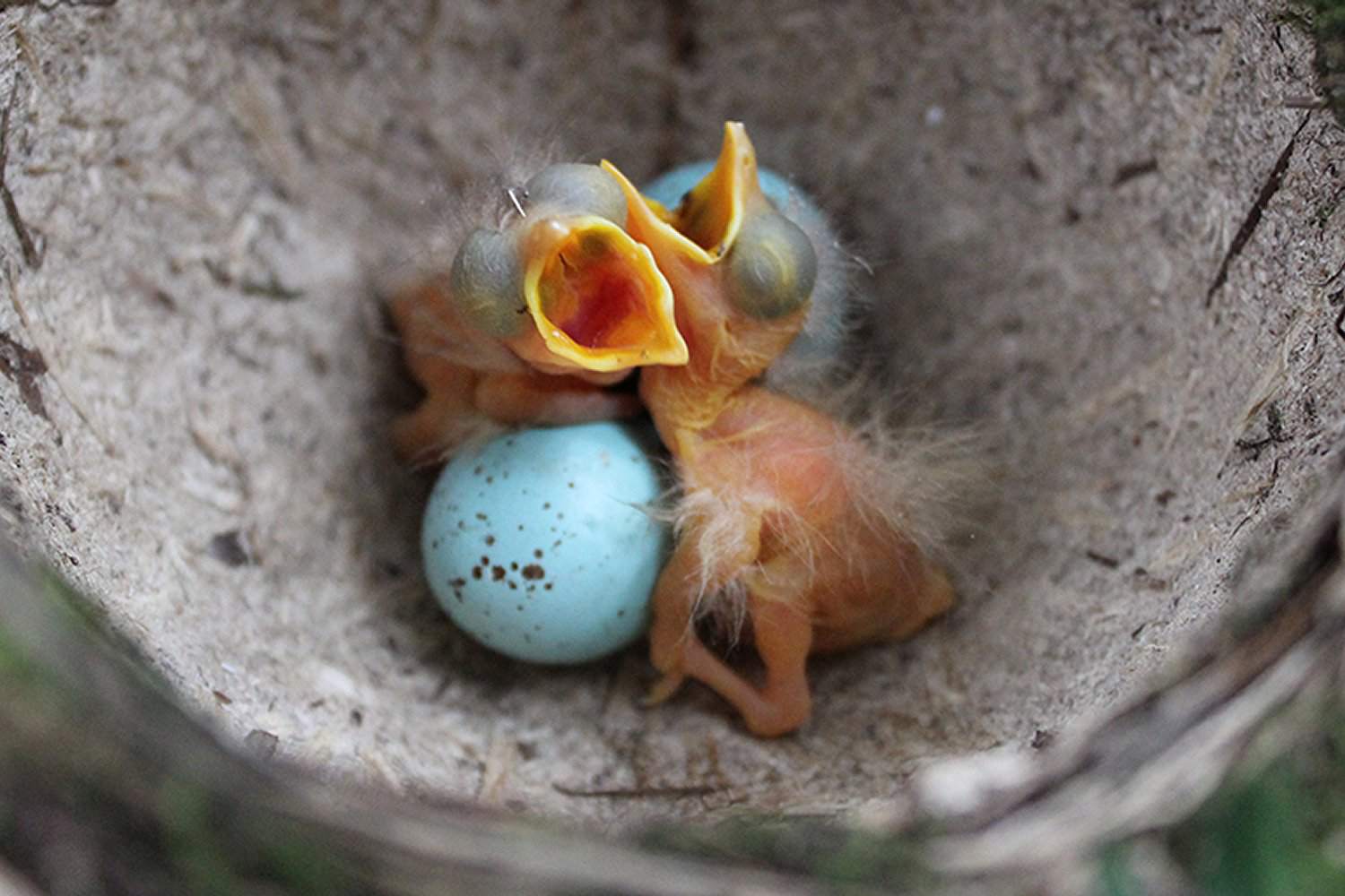 Babyvögel im Nest