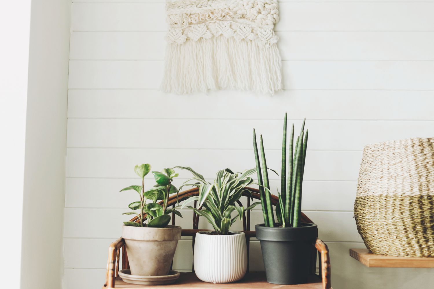 Stilvolle Grünpflanzen in Töpfen auf hölzernem Vintage-Ständer vor dem Hintergrund einer weißen, rustikalen Wand mit Stickerei. Peperomia, Sansevieria, Dracaena-Pflanzen, moderne Raumgestaltung