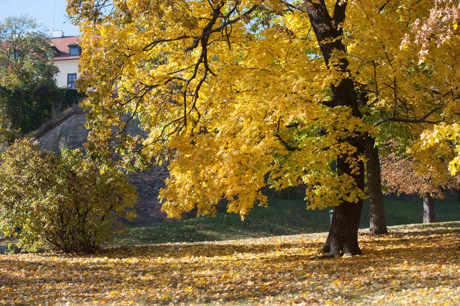 Spitzahorn mit gelben Blättern inmitten eines Parks mit gefallenen Blättern