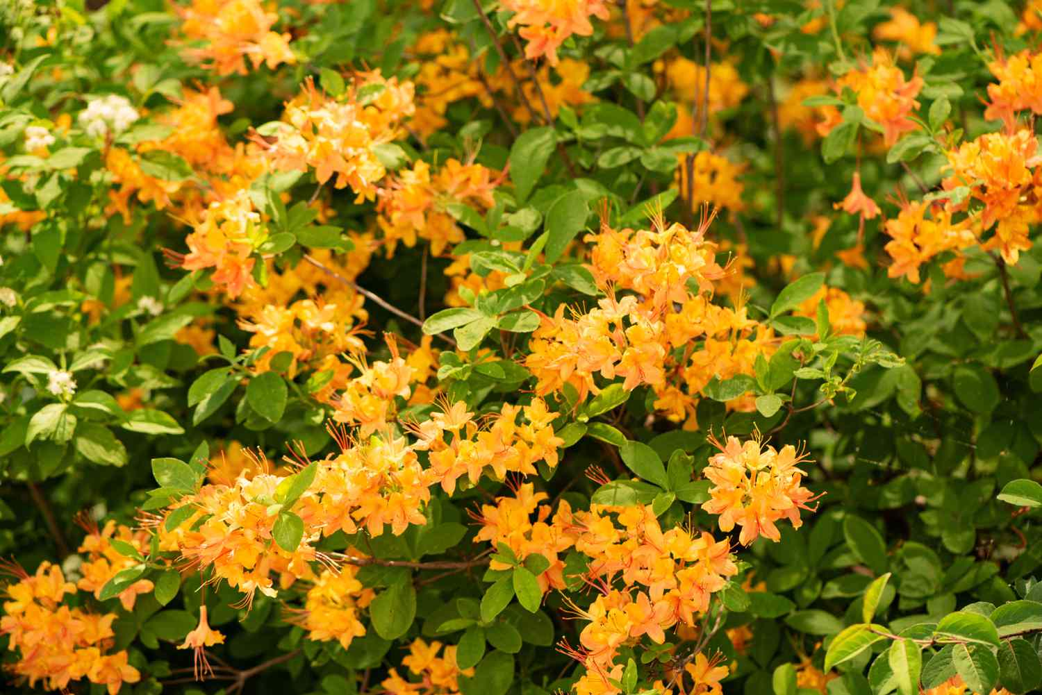 Goldoriolen-Azaleenstrauch mit kleinen orangefarbenen Blüten, die an Zweigen mit Blättern hängen