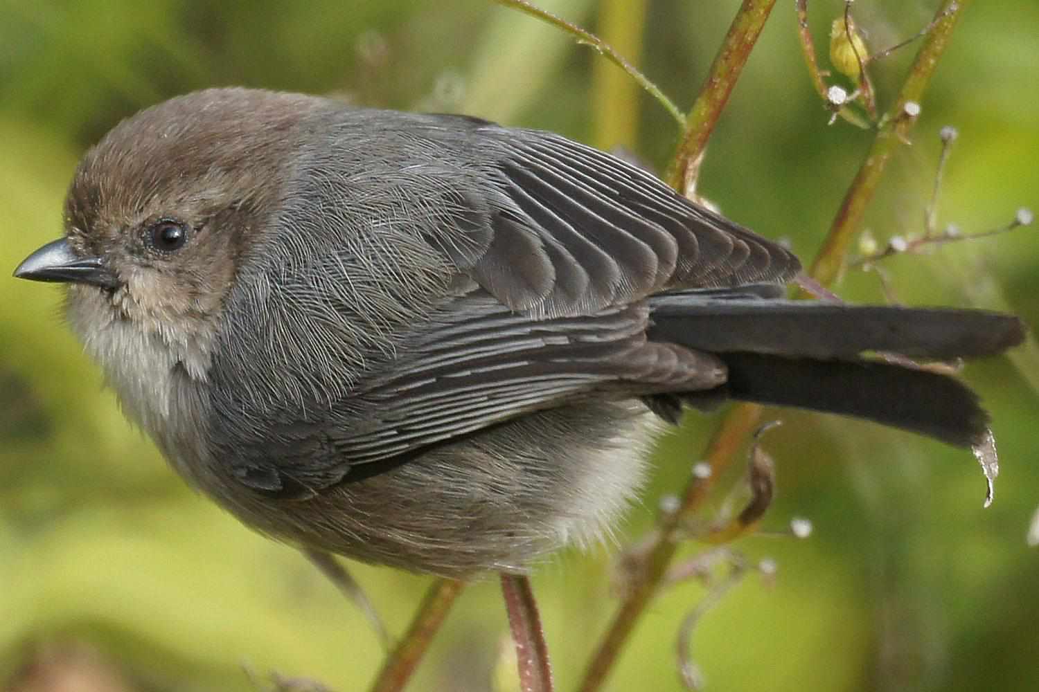 Bushtit