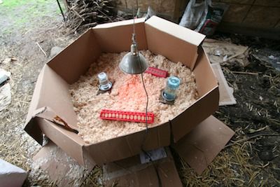 Brooder setup for chicks
