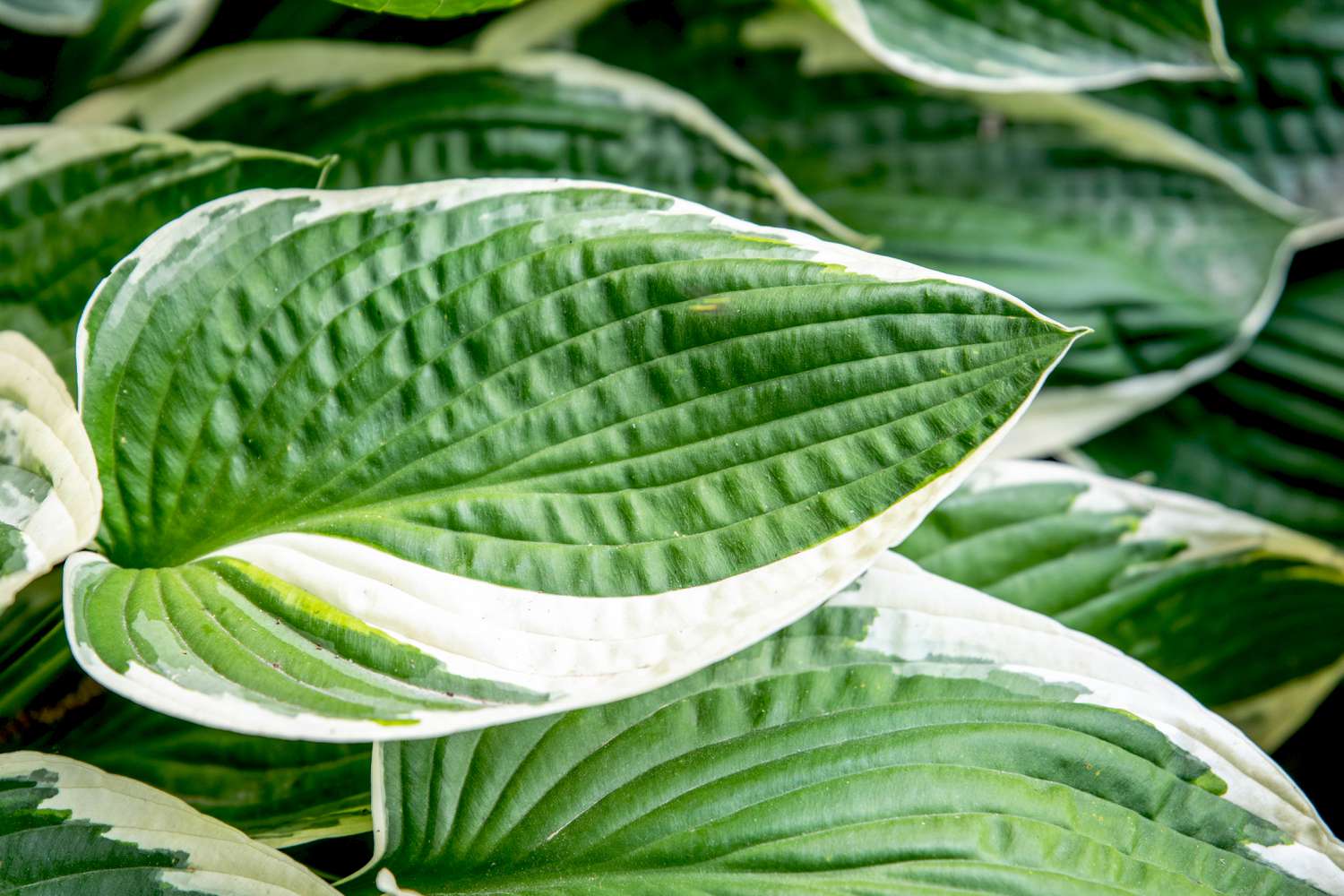 Primer plano de una hosta de Francia con grandes hojas blancas y verdes abigarradas