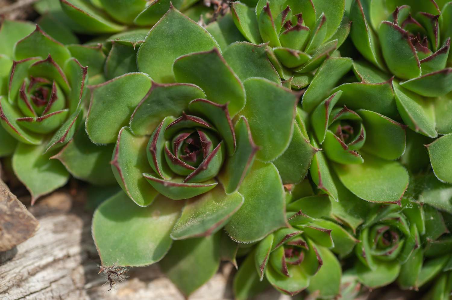 Hens and chicks succulent with green leaves closeup