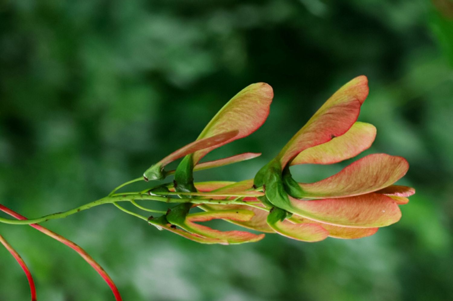 Samara fruit with orange wings closeup