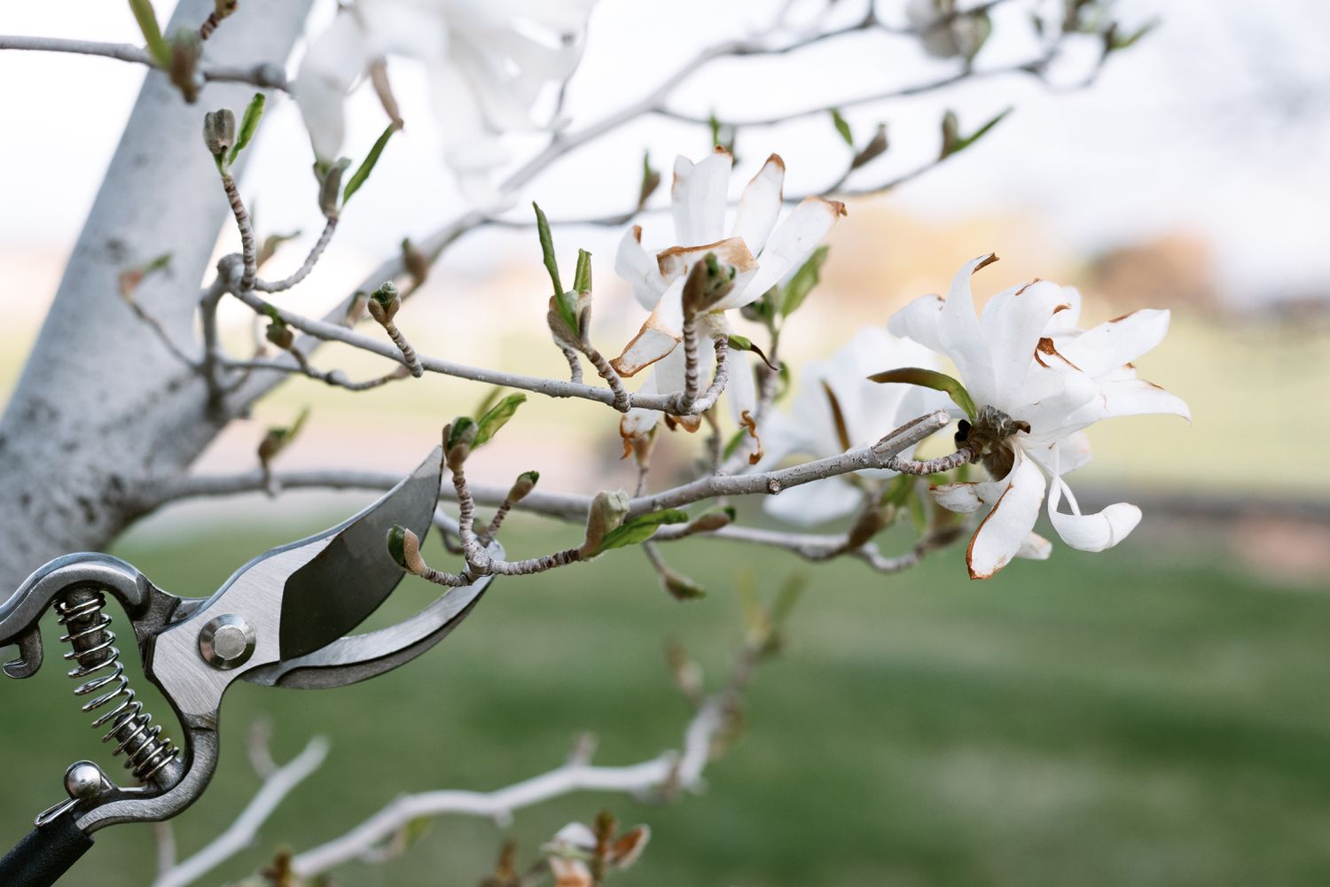 Frühlingsblühender Baumzweig mit weißen Blüten, der mit einer Gartenschere beschnitten wurde 