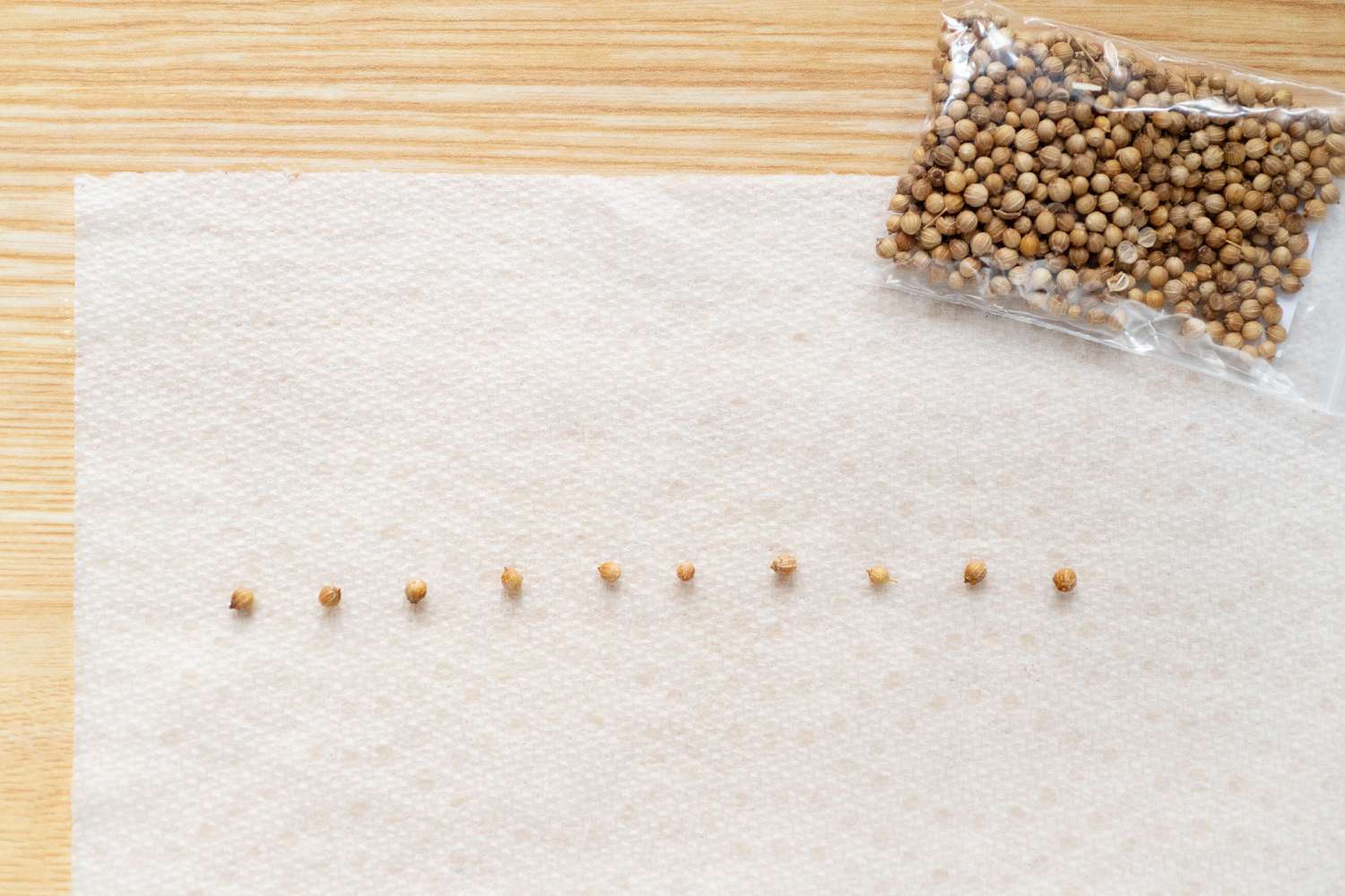 colocación de semillas en una toalla de papel húmeda con fines de estratificación