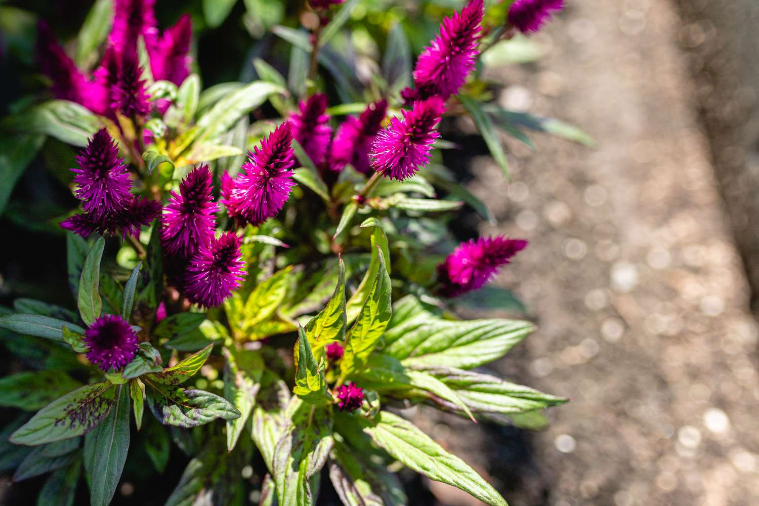 fuchsia celosia