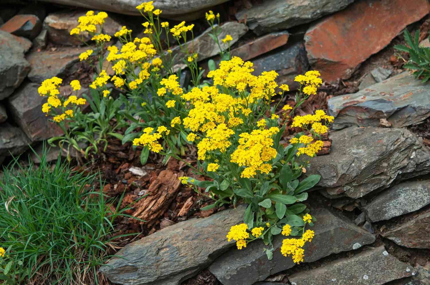 yellow alyssum patch