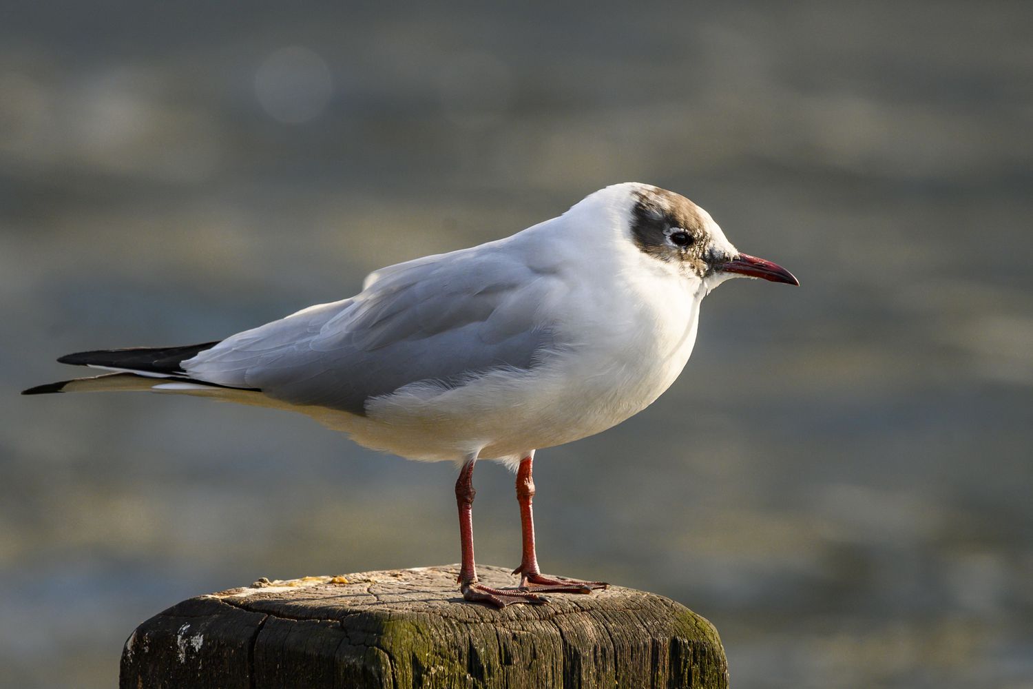 common gull