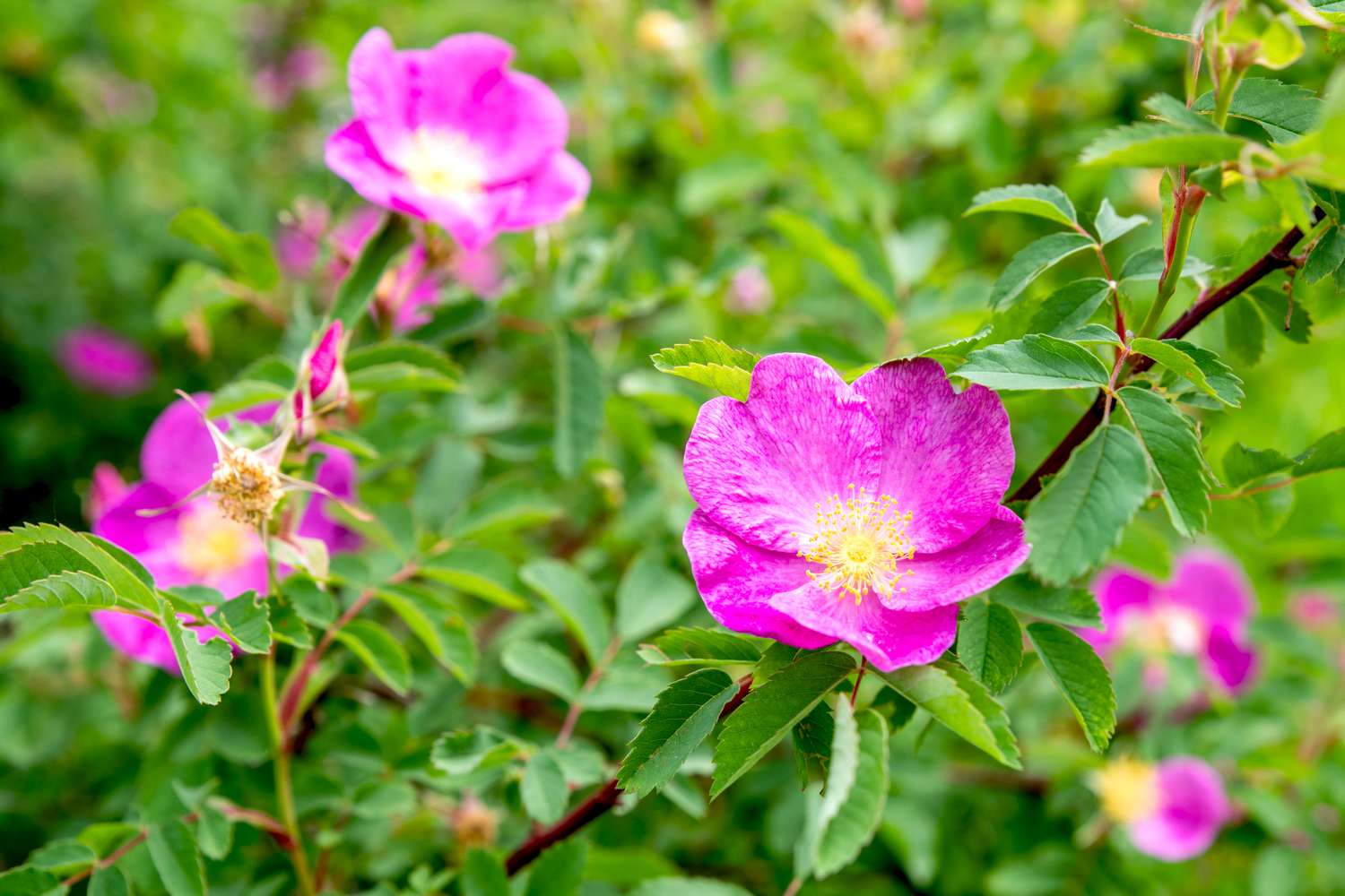 Carolina-Rosen am Strauchzweig mit rosa Blüten und gelber Mitte