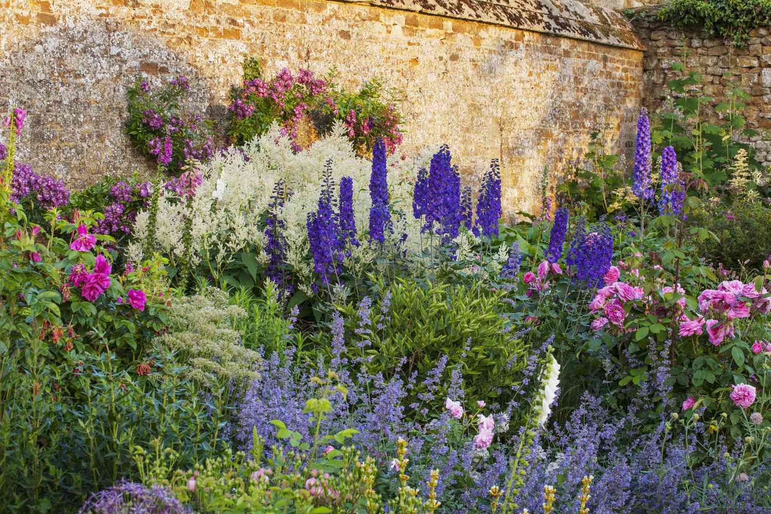 Delphiniums de pie en medio de una masa de otras flores en un patio ajardinado.