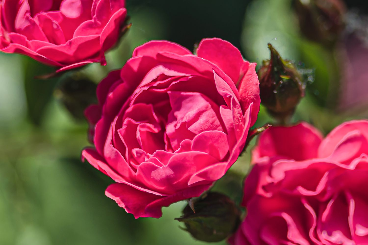 Sir John Betjeman Englische Gartenrose mit rosa Blüten und Knospe in Nahaufnahme