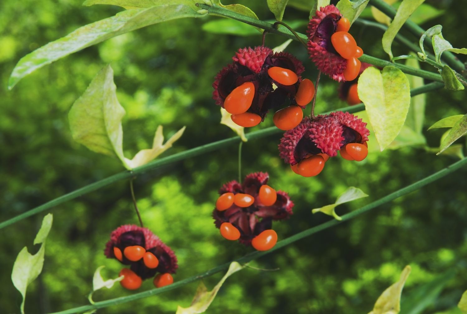 Corações estourados (Euonymus Americanus) Frutos que se abrem no outono