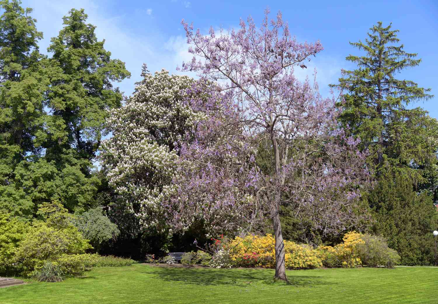 Árvore da imperatriz com flores roxas claras nos galhos no meio do jardim