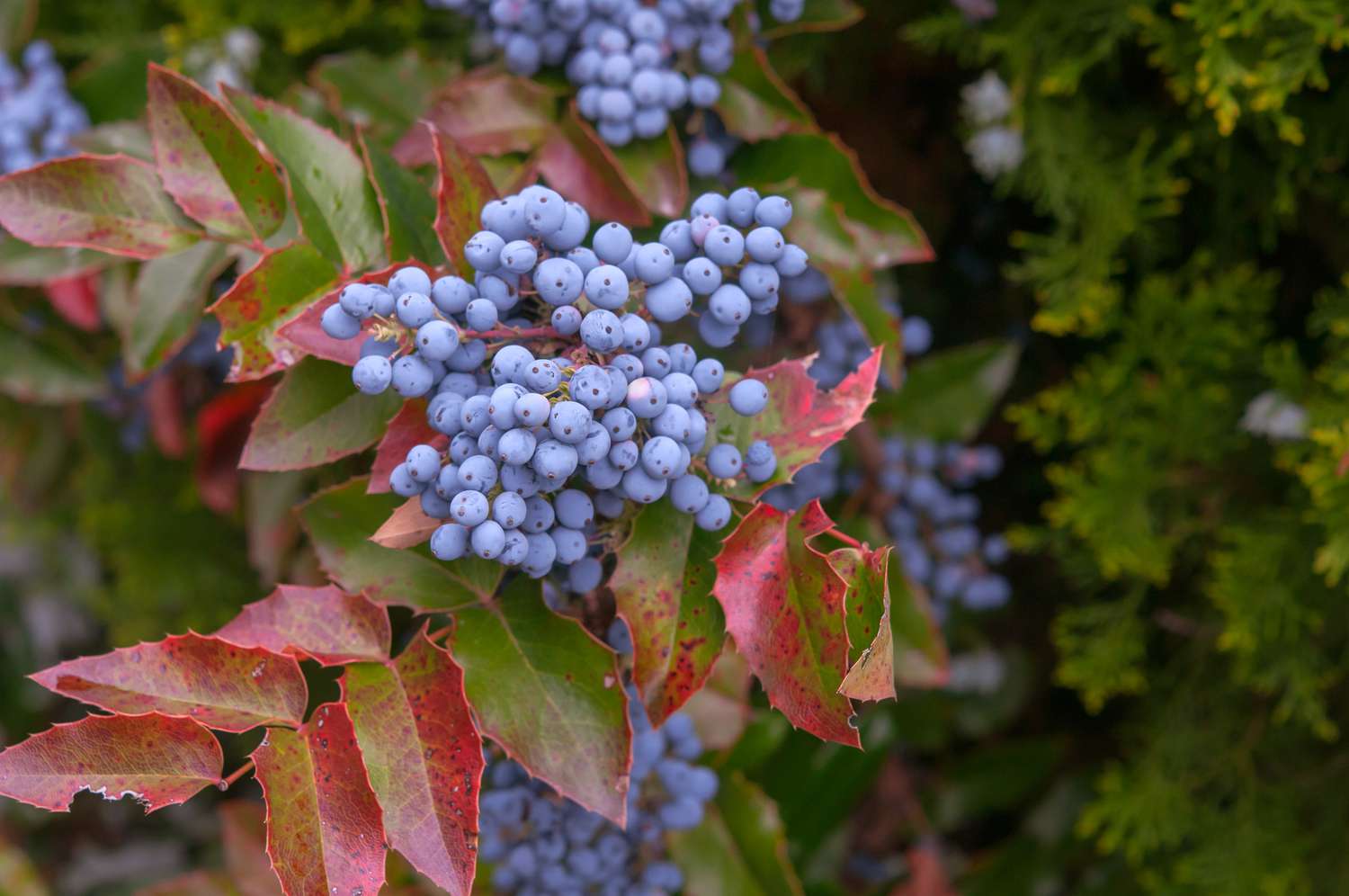 Arbusto de uva de Oregón con uvas azules en una rama con hojas rojas y verdes