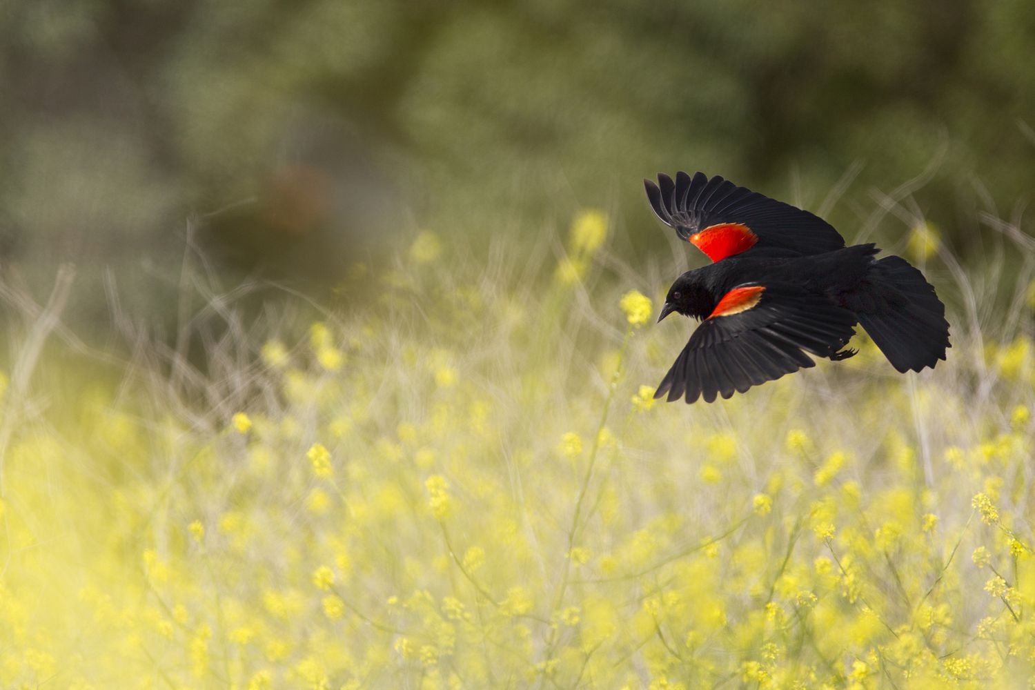 Rotflügelige Amsel