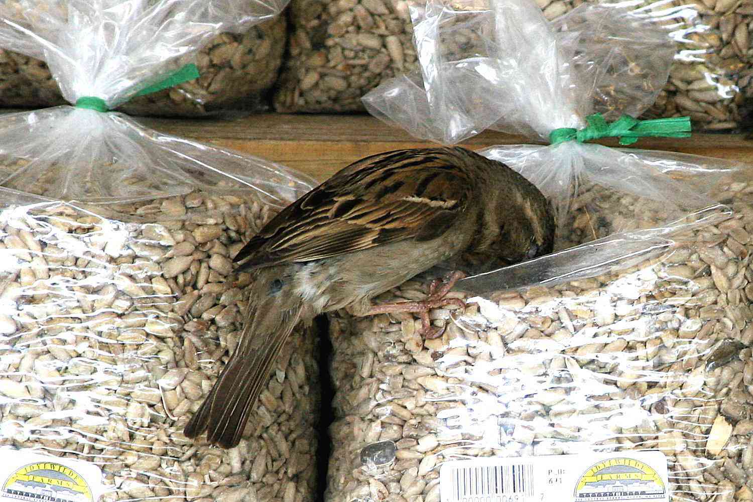 Pássaro entrando em saco de semente de pássaro