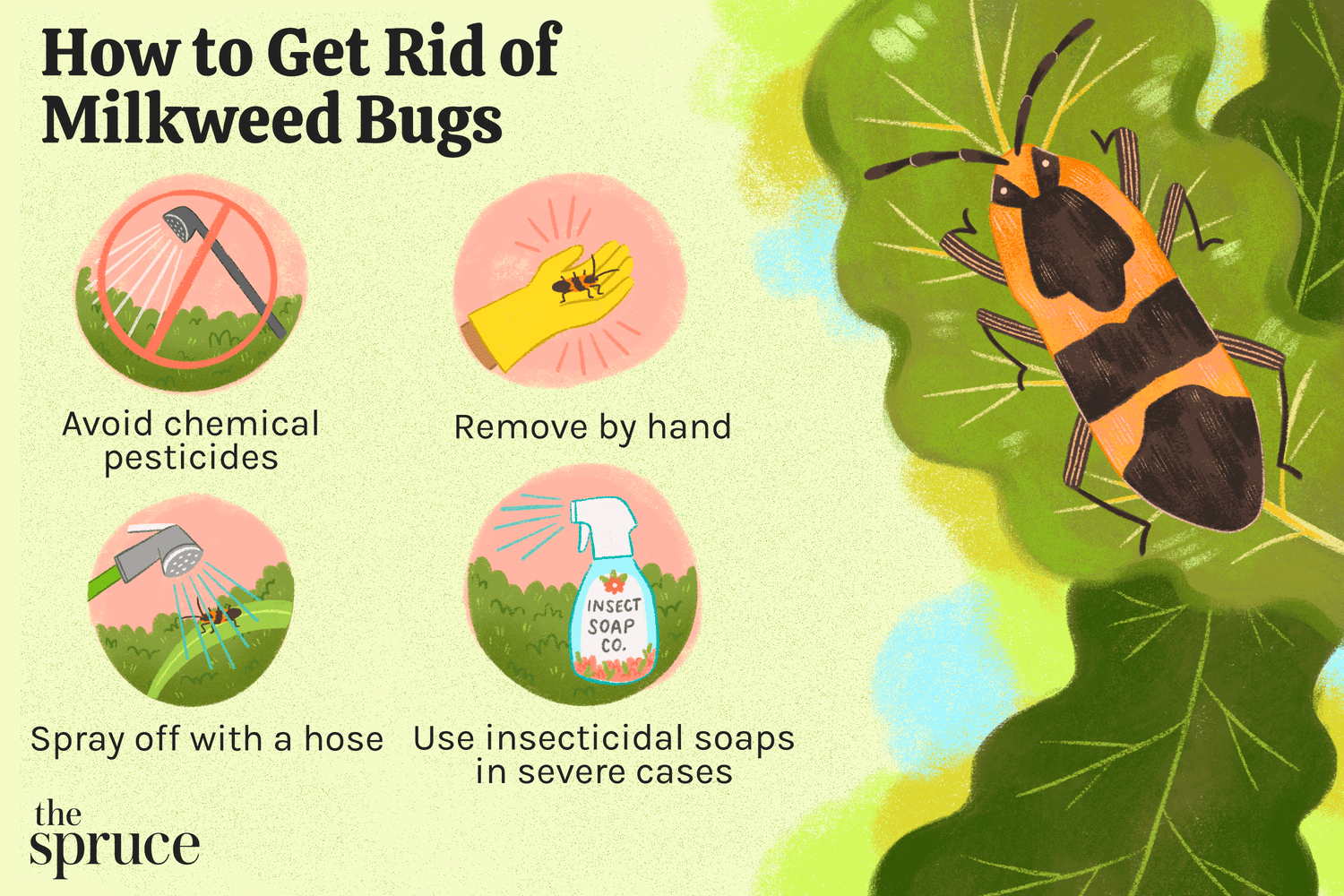 Cómo deshacerse de los insectos Milkweed