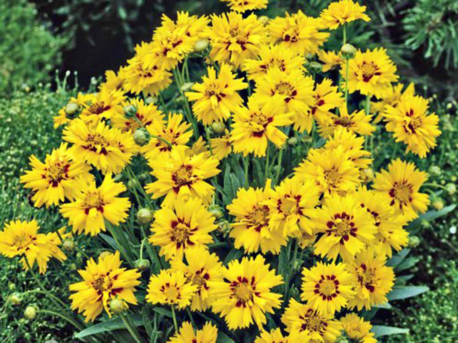 'Rising Sun' Coreopsis mit gelben Blütenblättern und kastanienbraunen Flecken