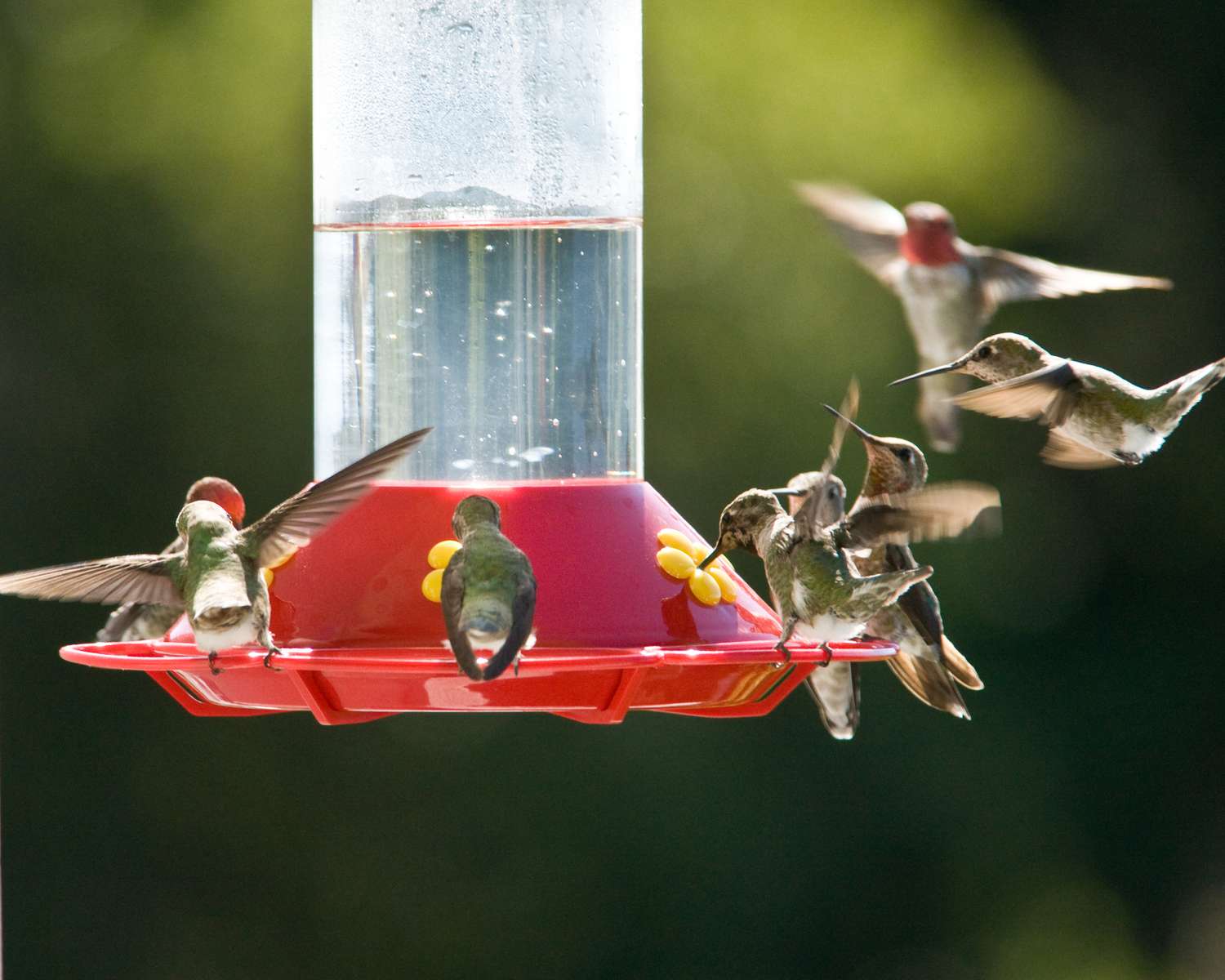 Mehrere Kolibris an einem roten Futterhäuschen.