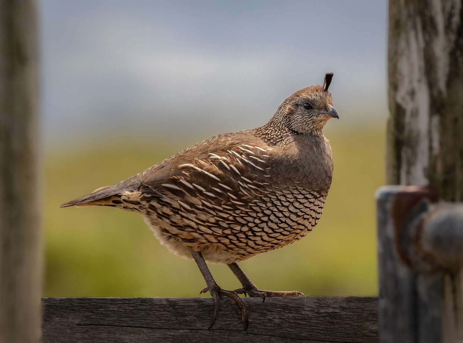 Female california quail