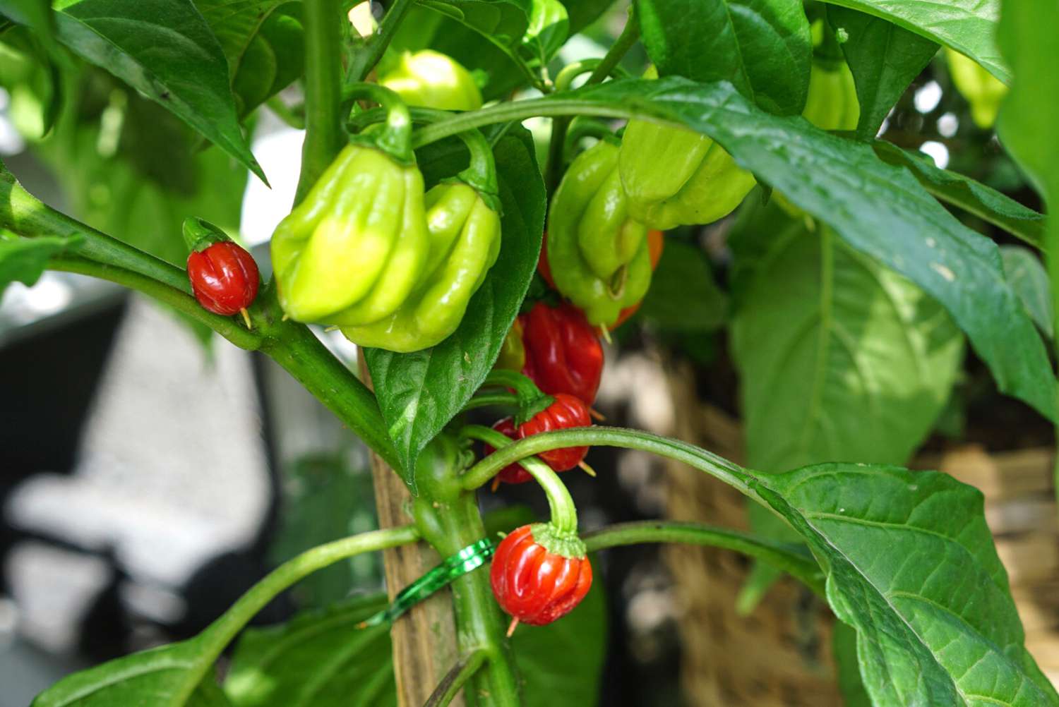 Planta de pimenta fantasma com pequenos pimentões vermelhos e verdes pendurados sob as folhas