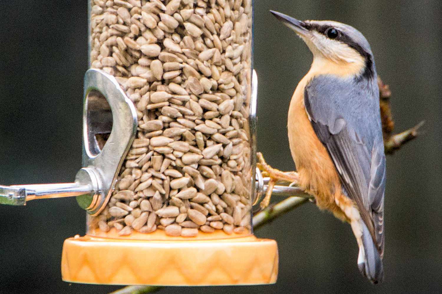 Nuthatch eating hulled sunflower seed