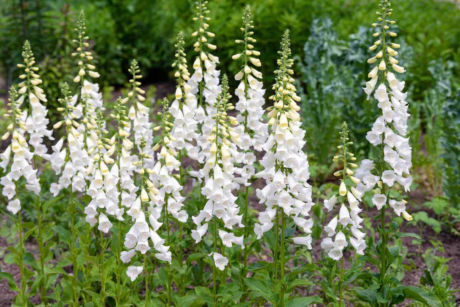 Weißer Fingerhut mit trompetenförmigen Blüten im Garten 