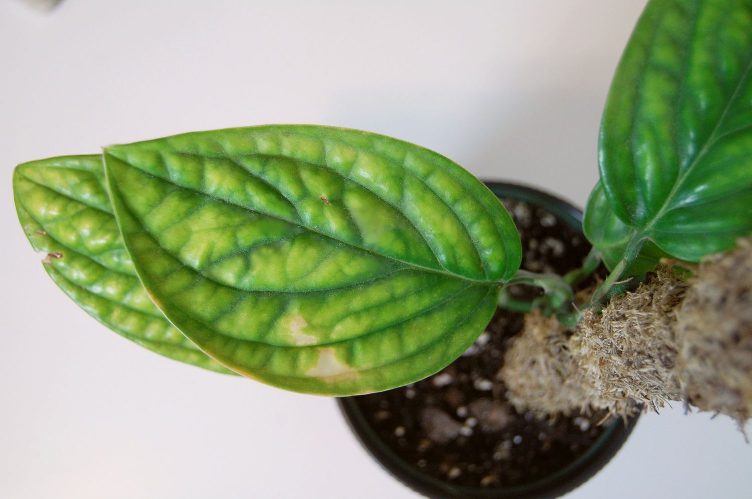 Eine Monstera Peru (Monstera karstenianum) mit Anzeichen von verblühten Blättern und versengten Stellen auf den Blättern.