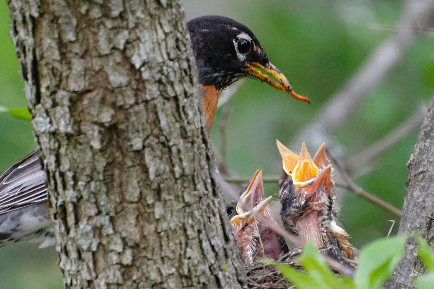 Amerikanisches Rotkehlchen füttert Küken