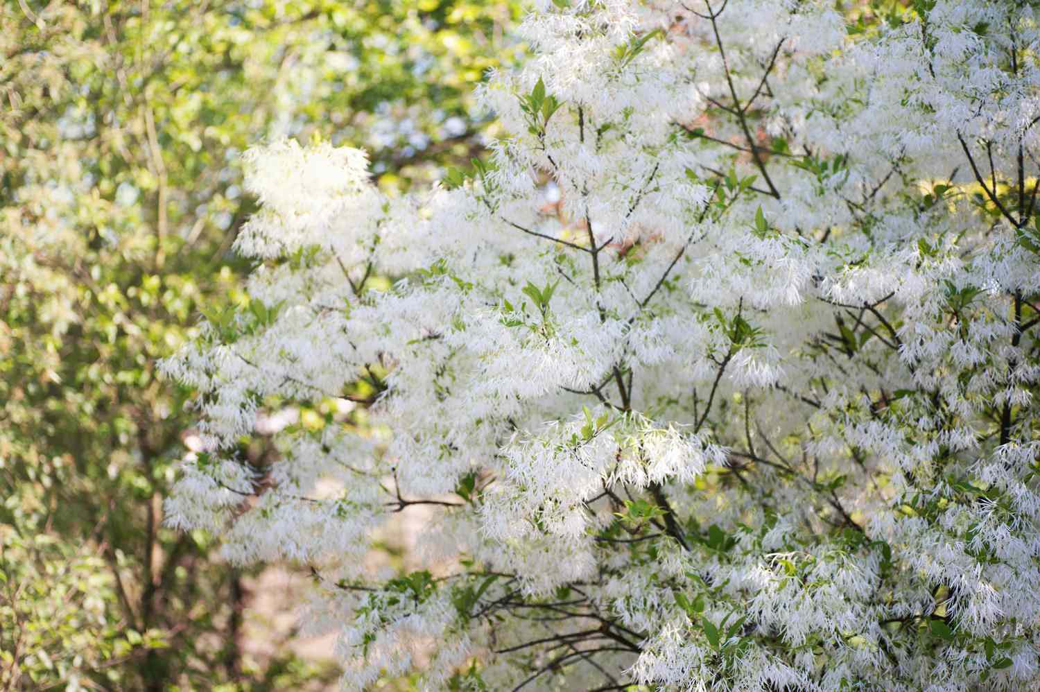 Árbol de flecos con plumosas flores blancas y pequeñas hojas en las ramas frente a otro árbol
