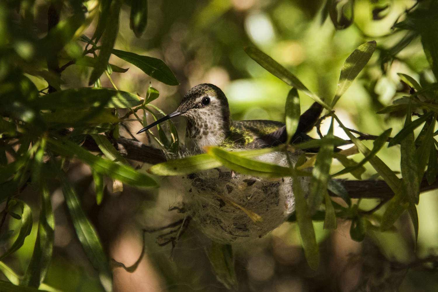 Ein Kolibri sitzt in seinem Nest in einem Baum.