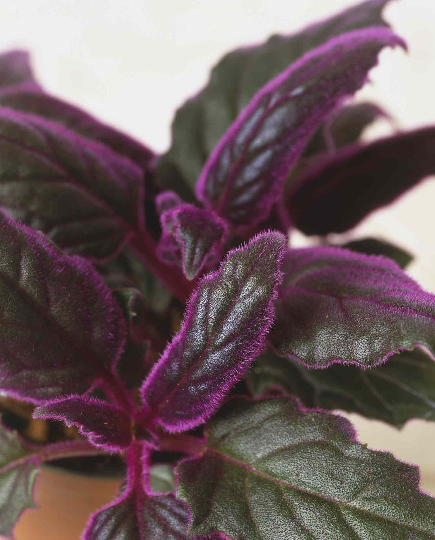 Purple Velvet Houseplant