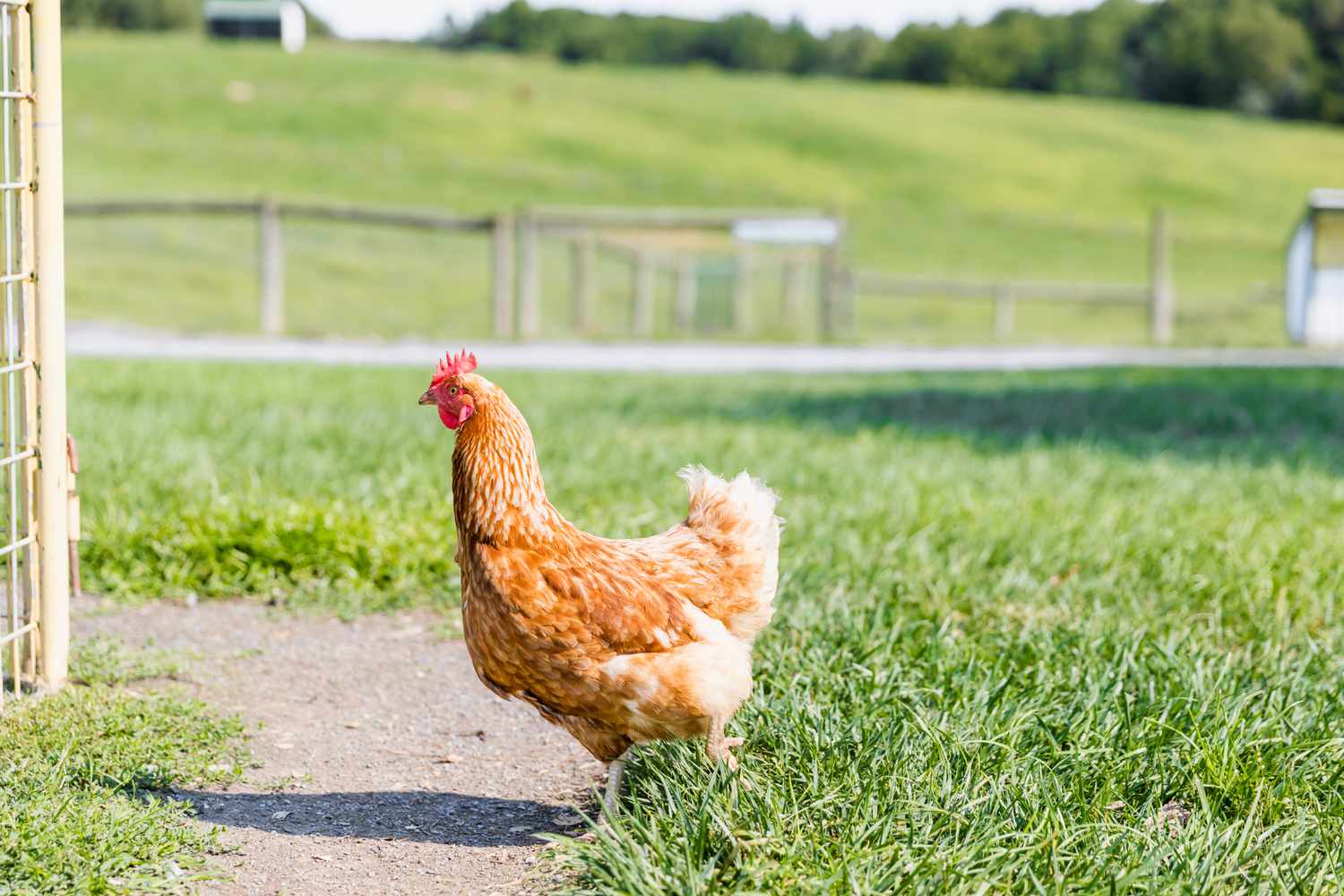 freilaufendes Huhn im Freien