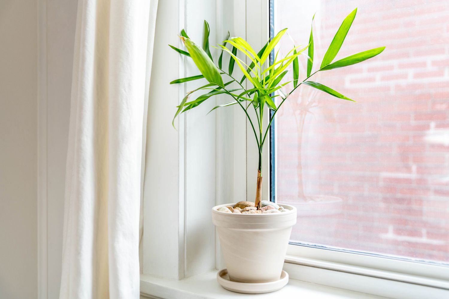 Bambuspalme in kleinem weißen Topf auf Fensterbrett gepflanzt