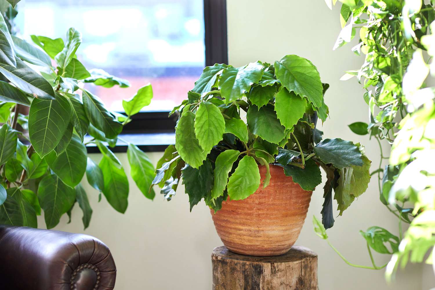 Tetrastigma-Pflanze in Tontopf auf Baumstumpf neben Fenster in Großaufnahme